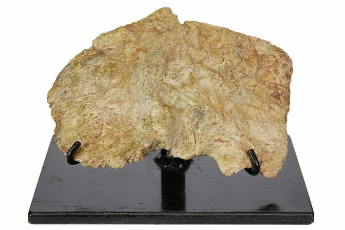 Exceptional, Fossil Phytosaur Scute - Arizona #113352